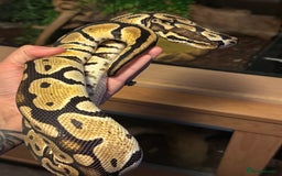 Snake reptiles for sale: Royal pythons adults / baby  - Image 3