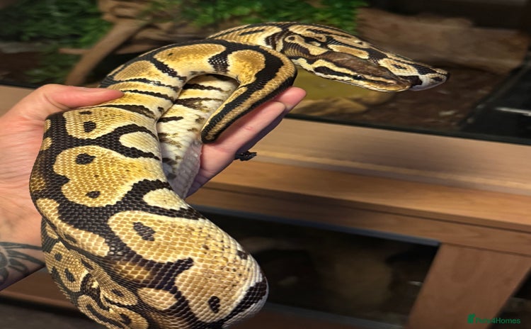 Snake reptiles - Advert 3