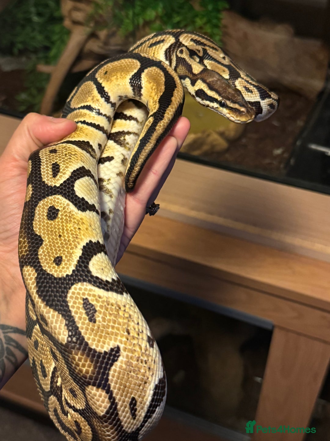 Snake reptiles for sale: Royal pythons adults / baby  - Image 3