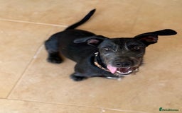 Mixed Breed dogs for adoption: Funny Little Fritz - Image 5