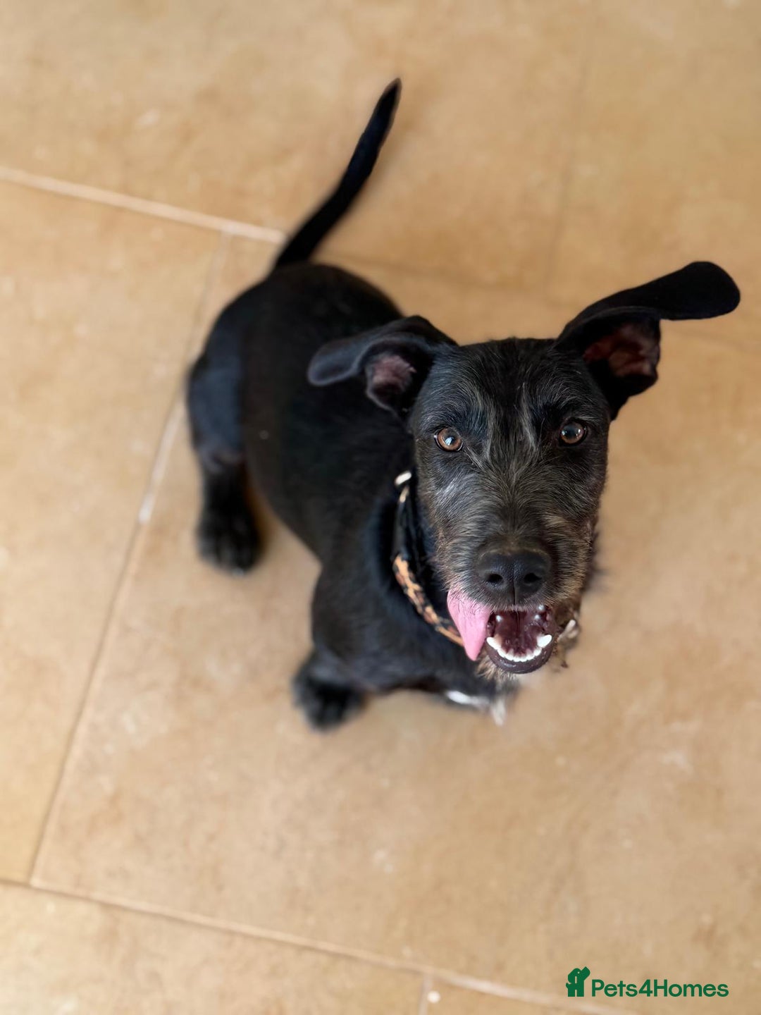 Mixed Breed dogs for adoption: Funny Little Fritz - Image 5