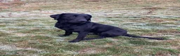 Labrador Retriever dogs for sale: KC registered Black Labrador  in Richmond - Advert 5