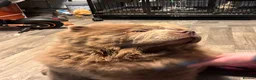 Chow Chow dogs for stud: Chow chow stud lilac - Advert 5