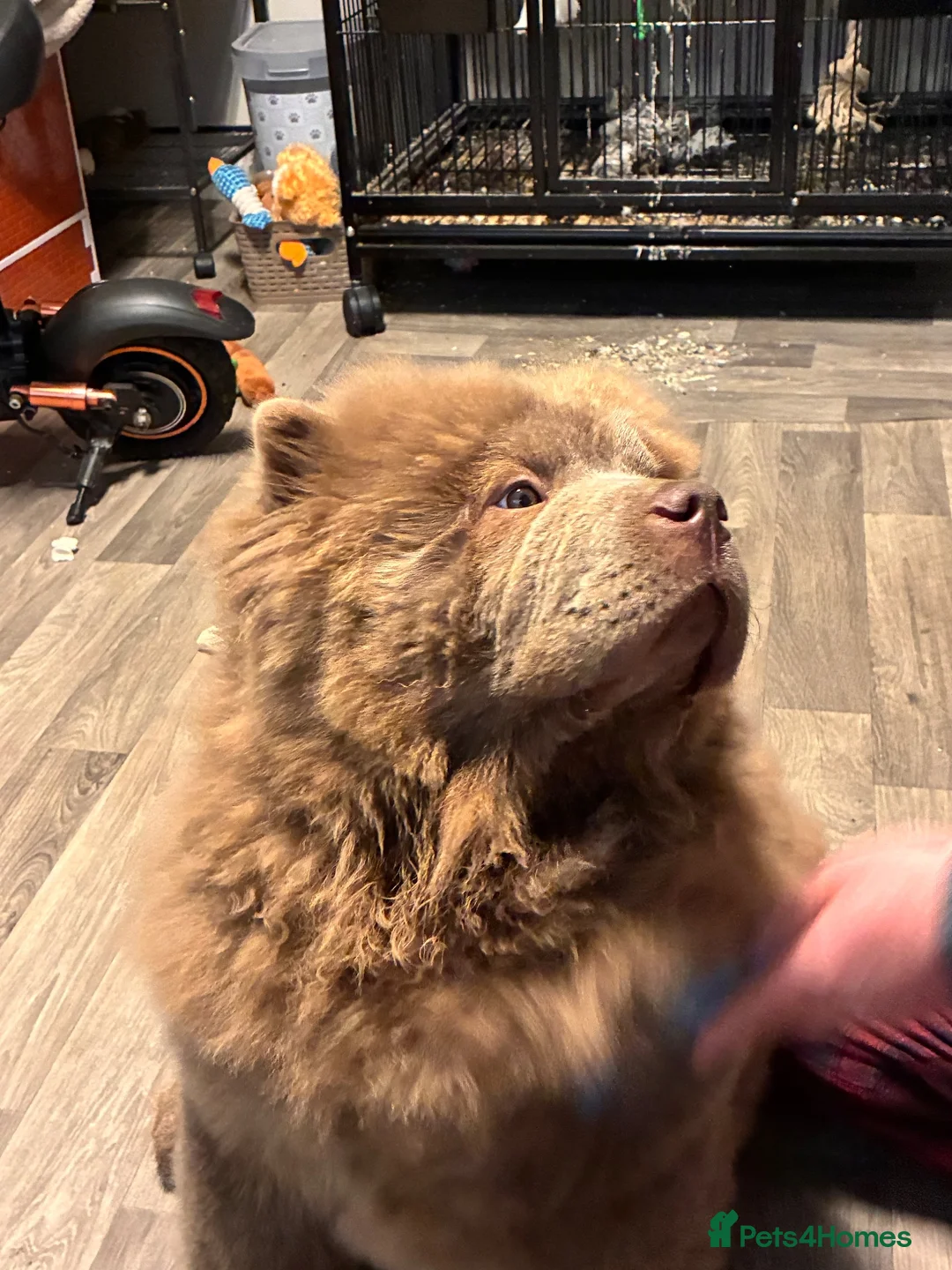 Chow Chow dogs for stud: Chow chow stud lilac - Advert 5