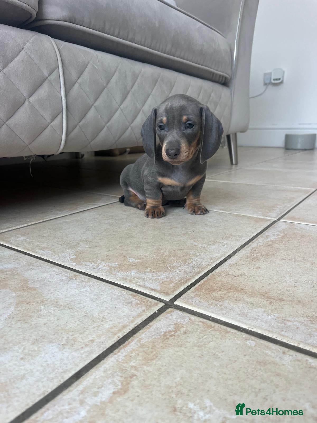 Miniature Dachshund dogs Stunning Daschunds Ready now - Advert 2