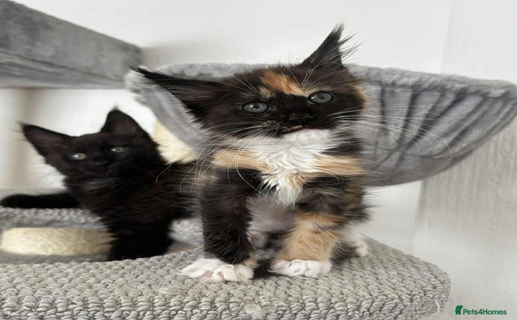 Maine Coon cats - Advert 1