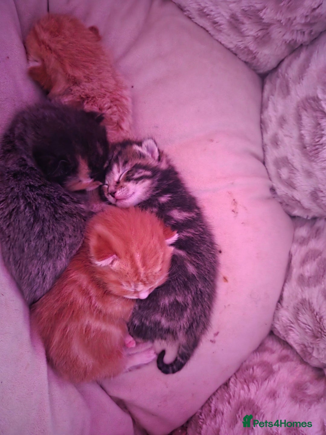 Mixed Breed cats for sale: Female tabby kittens - Advert 9