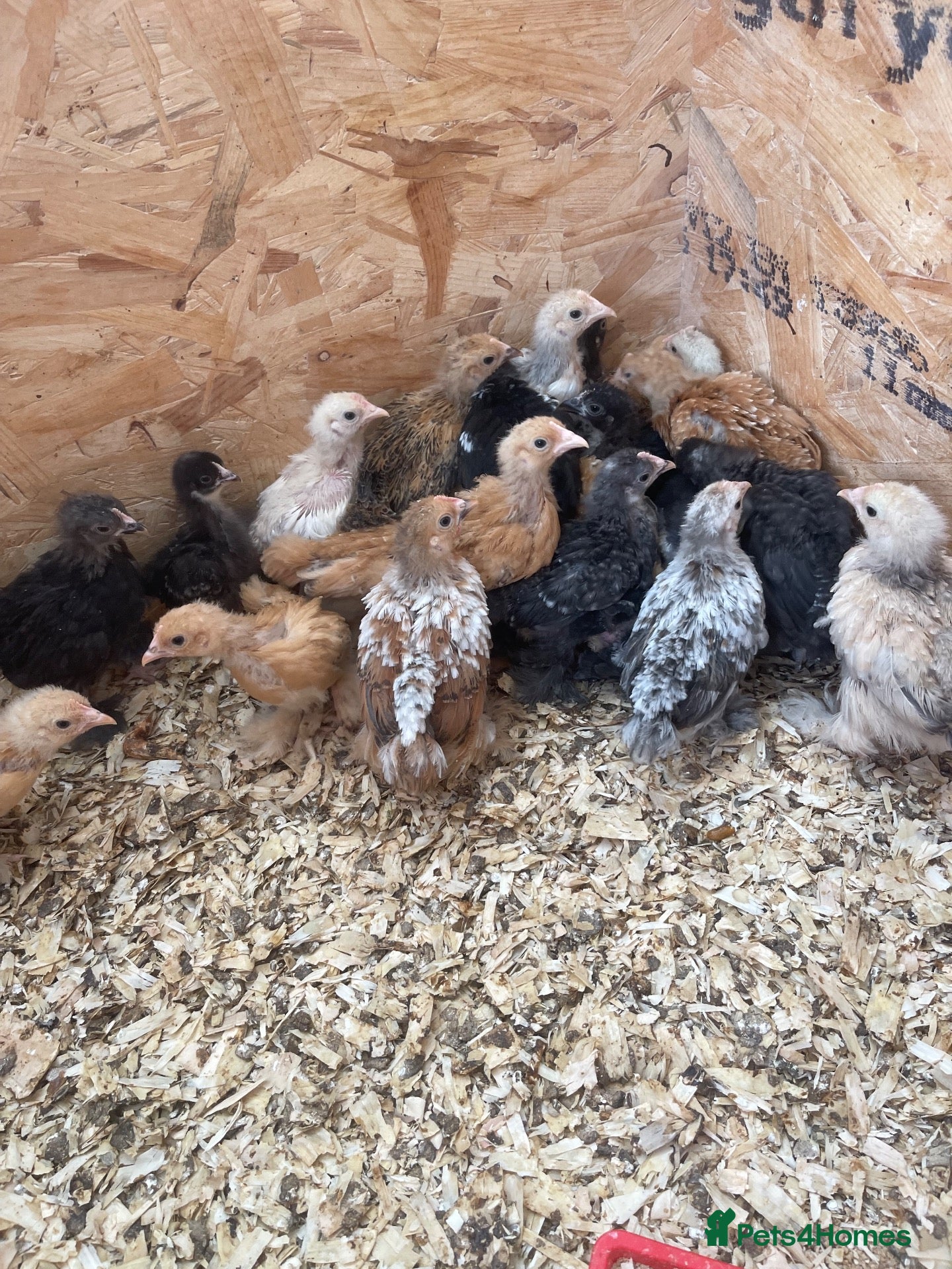 Chickens poultry Pekin bantam chicks - Advert 22