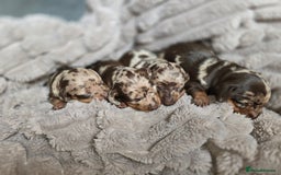 Miniature Dachshund dogs for sale: Dapple miniature dachshund - Image 1