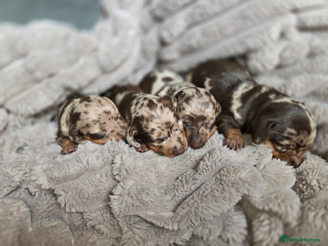 Miniature Dachshund dogs for sale: Dapple miniature dachshund - Image 1