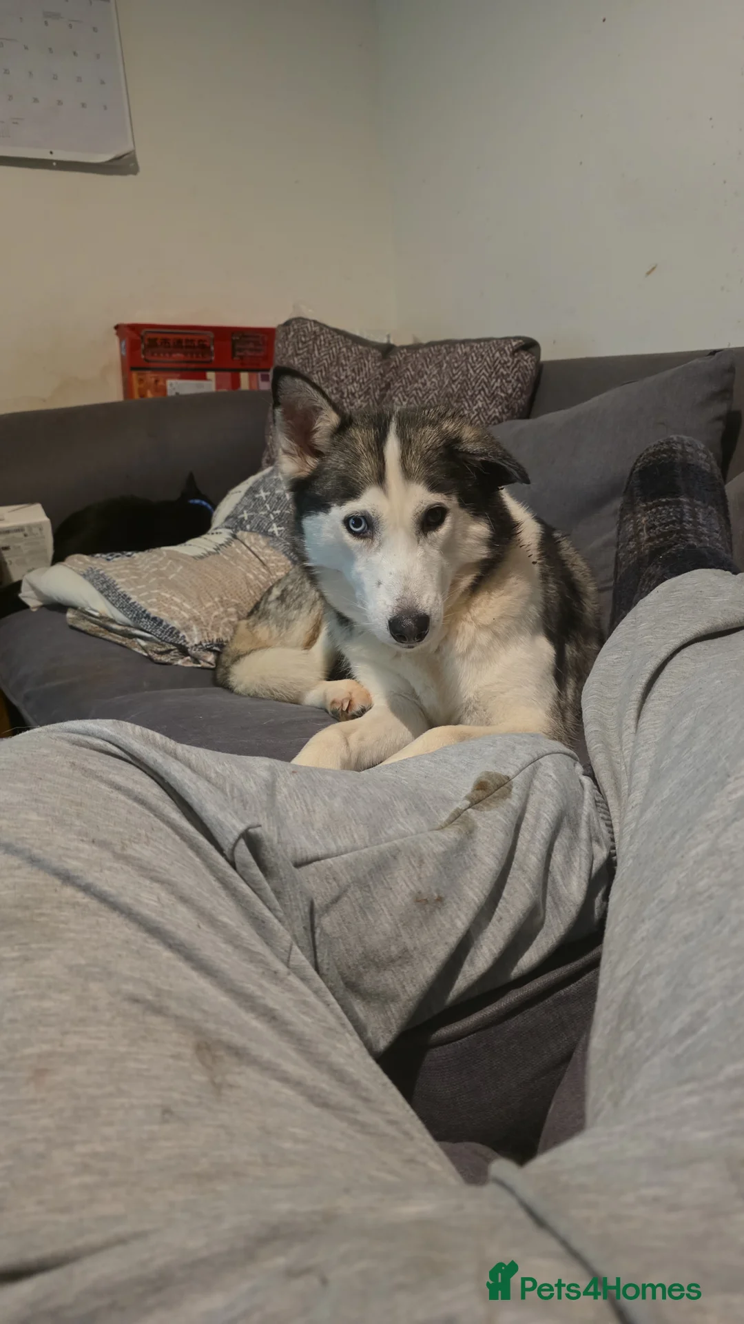 Siberian Husky dogs for sale: Aurora the Siberian Husky - Advert 2