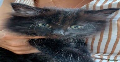British Shorthair cats - Advert 15
