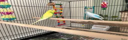 Budgerigars birds for sale: 2x budgies  in Broadway - Advert 4