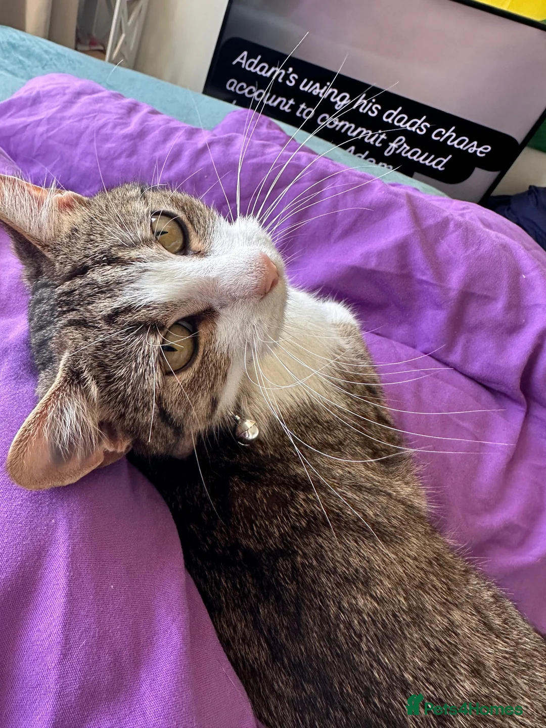 American Wirehair cats for sale: Female American Wirehair  - Advert 2