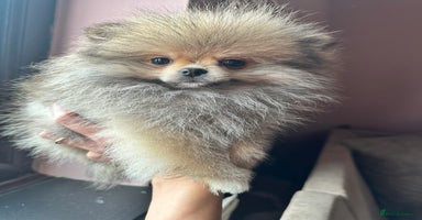 Pomeranian dogs - Advert 16