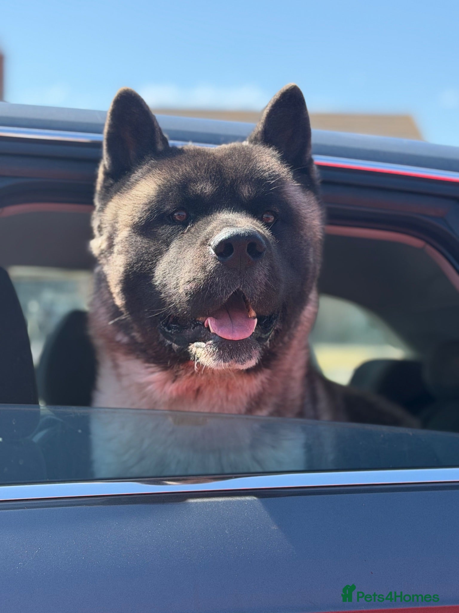 Akita dogs (ALL SOLD) - Advert 1