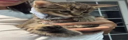 Mixed Breed cats for sale: 5 beautiful tabby kittens  - Advert 18