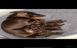 Miniature Dachshund dogs for sale: Four beautiful male miniature dachshunds💙💙💙💙  - Image 5