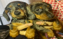 Dachshund dogs for sale: 5 beautiful miniature short haired dachshunds - Image 7