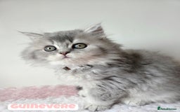 British Shorthair cats for sale: British Longhair Babies 🐾 - Image 3