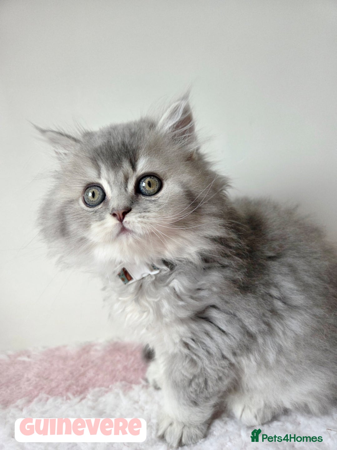British Shorthair cats for sale: British Longhair Babies 🐾 - Image 3