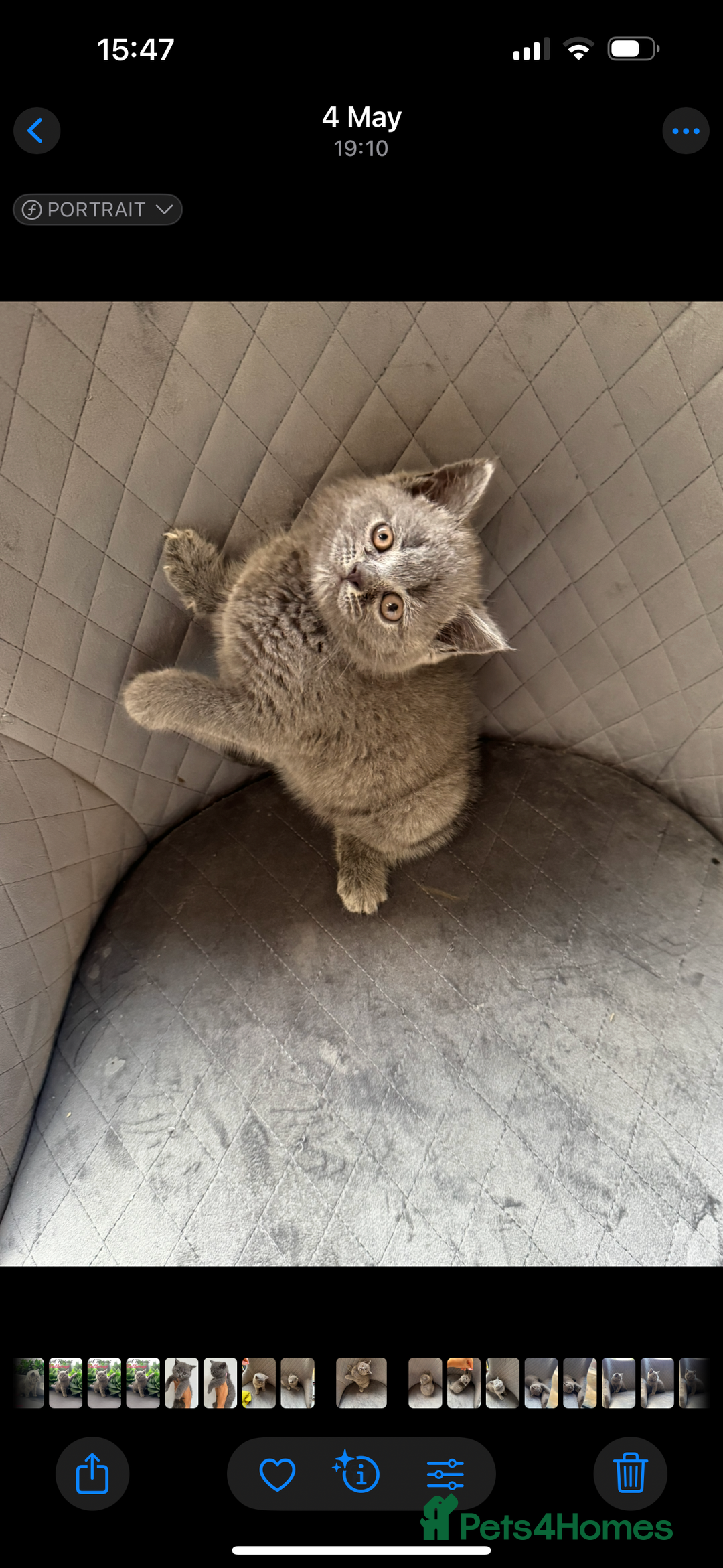 British Shorthair cats for sale: STUNNING pedigree solid blue 7month female kitten  - Image 4
