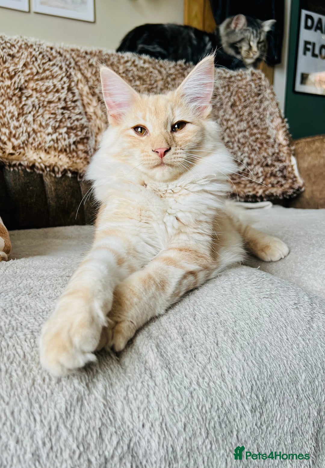 Norwegian Forest Cat cats for sale: Full FIFe pedigree Norwegian Forest Kittens  in Normanton - Image 18