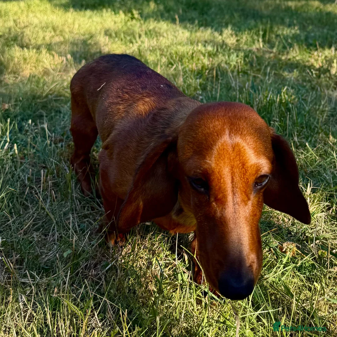 Miniature Dachshund dogs for adoption: Baly – Mini Dachshund Looking for a Forever Home in Caterham - Advert 6