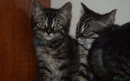 Bengal cats for sale: BEAUTIFUL HALF BENGAL KITTENS - Image 2