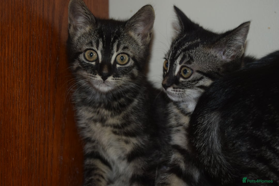Bengal cats for sale: BEAUTIFUL HALF BENGAL KITTENS - Image 2