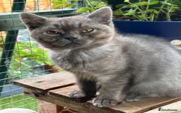 British Shorthair cats for sale: GORGEOUS BSH KITTENS in Oldham - Image 2