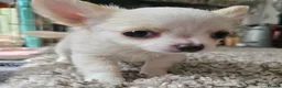 Chihuahua dogs for sale: KC Reg Chihuahua Pups, Champion lines. - Advert 12