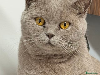 British Shorthair cats - Advert 5
