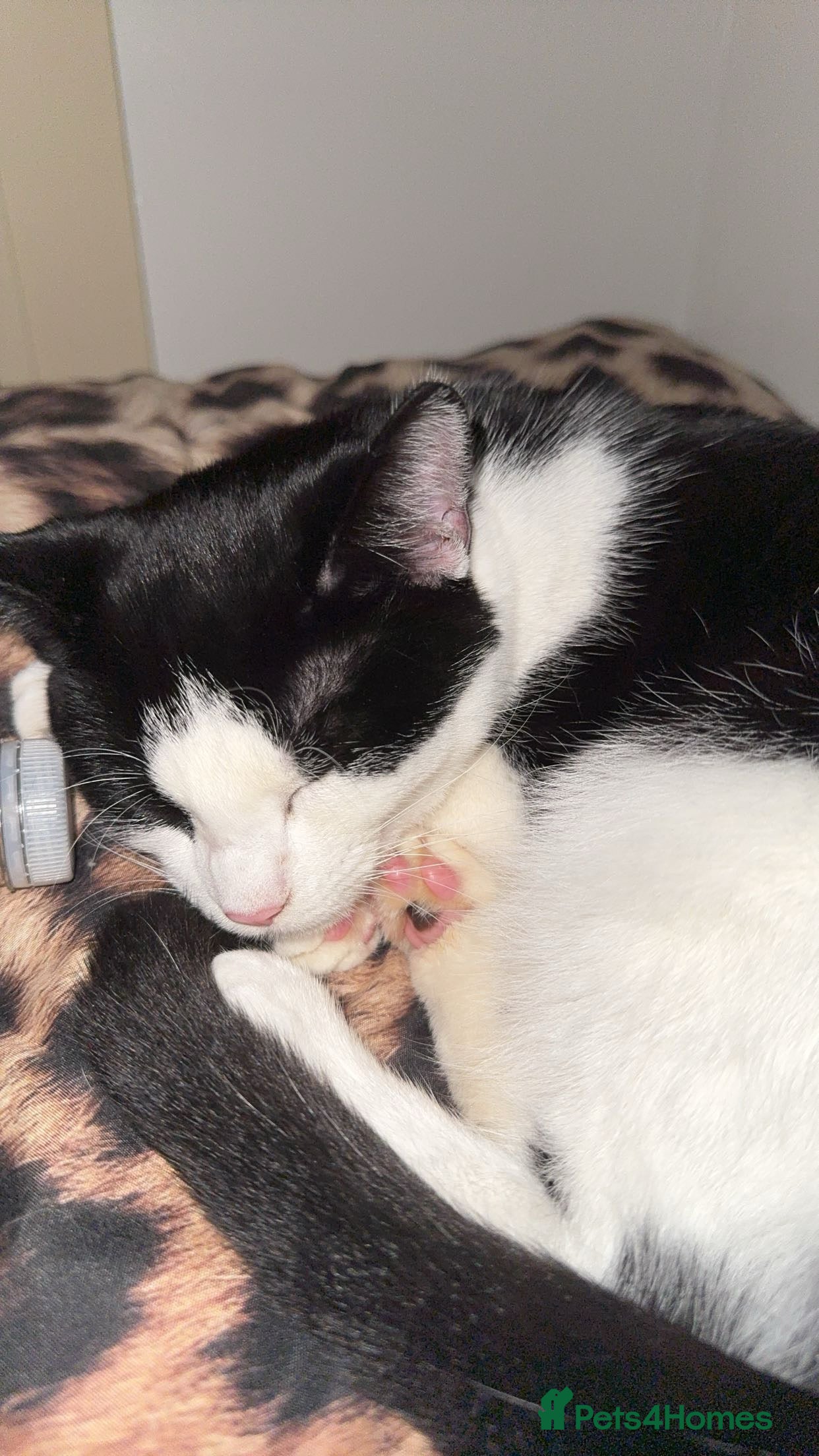 Mixed Breed cats Female Tuxedo Kitten - Advert 1