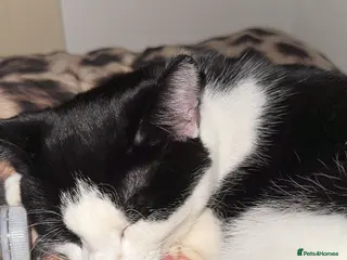 Mixed Breed cats Female Tuxedo Kitten - Advert 1