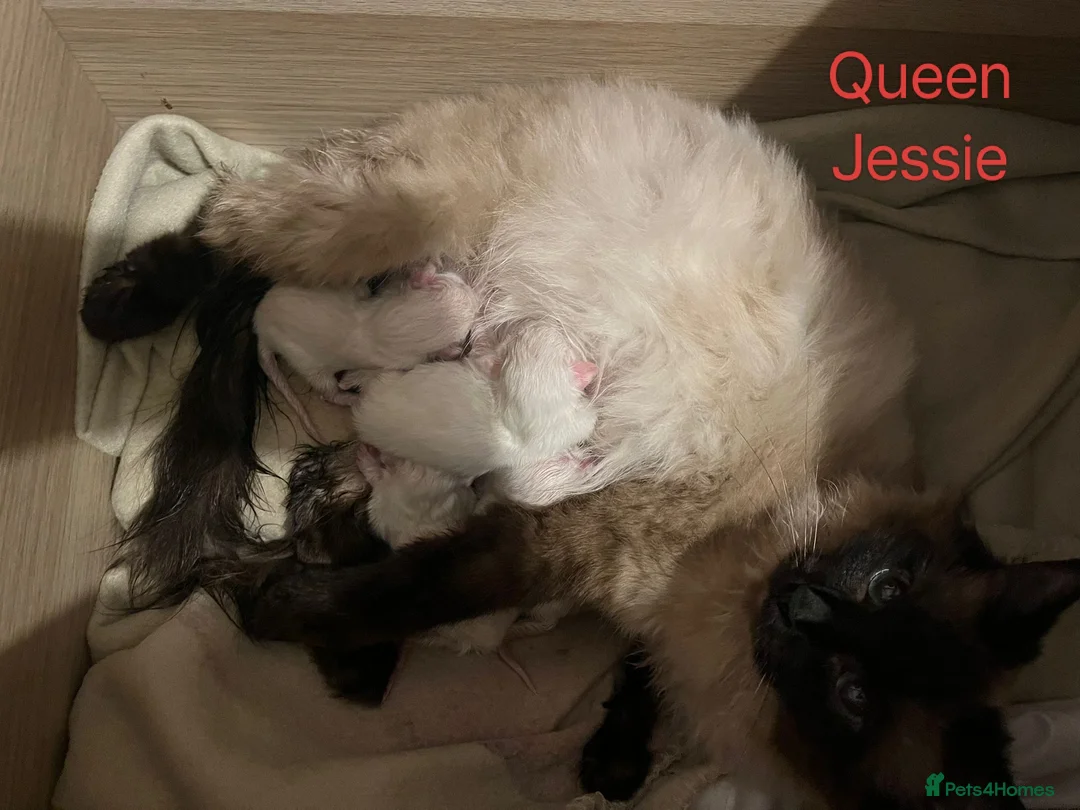 Ragdoll cats for stud: Ragdoll for Stud - Advert 9