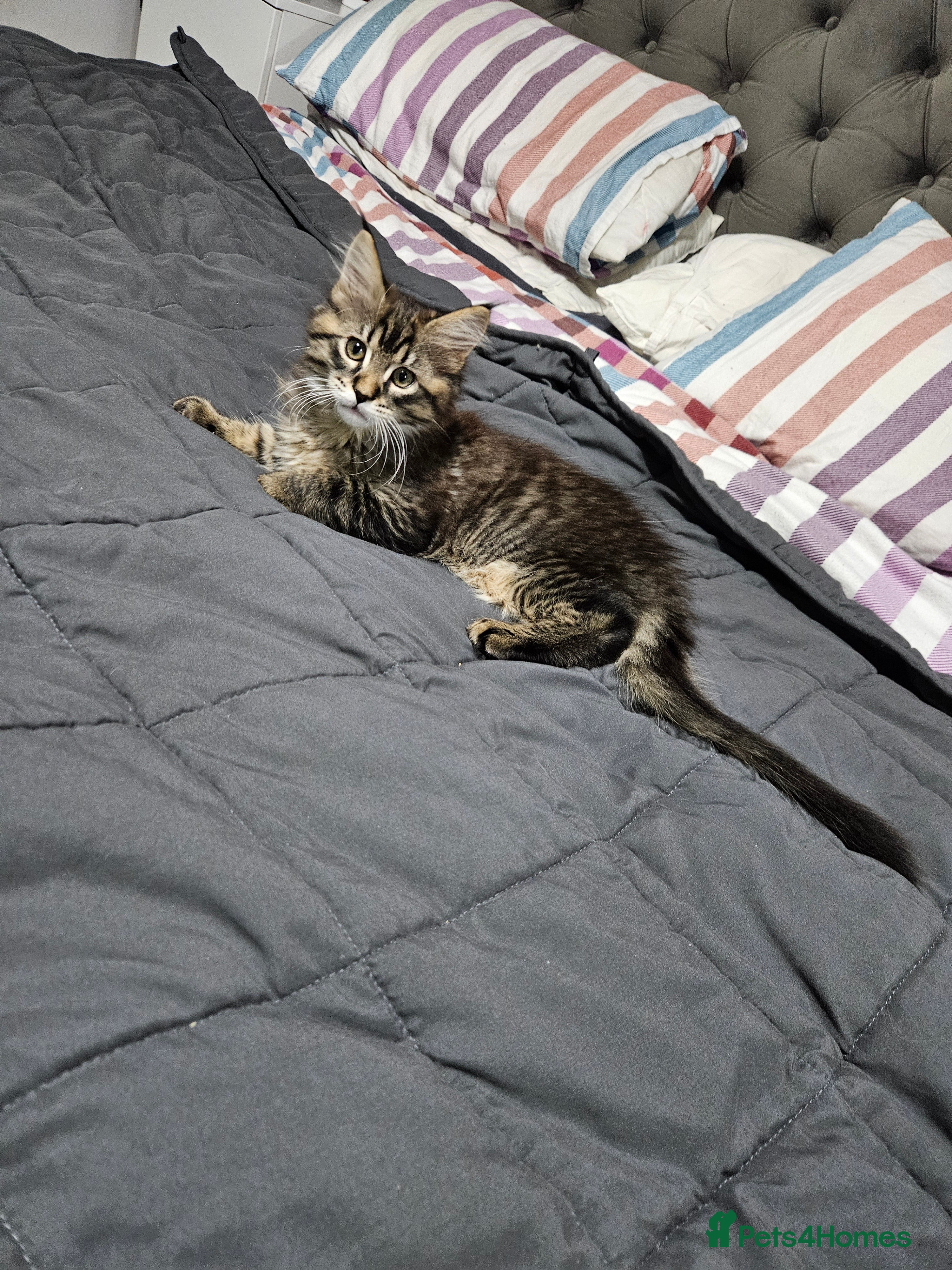 Maine Coon cats Maine Coon Kitten (Female)  - Advert 5