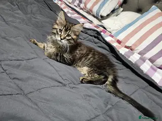 Maine Coon cats Maine Coon Kitten (Female) - Advert 5