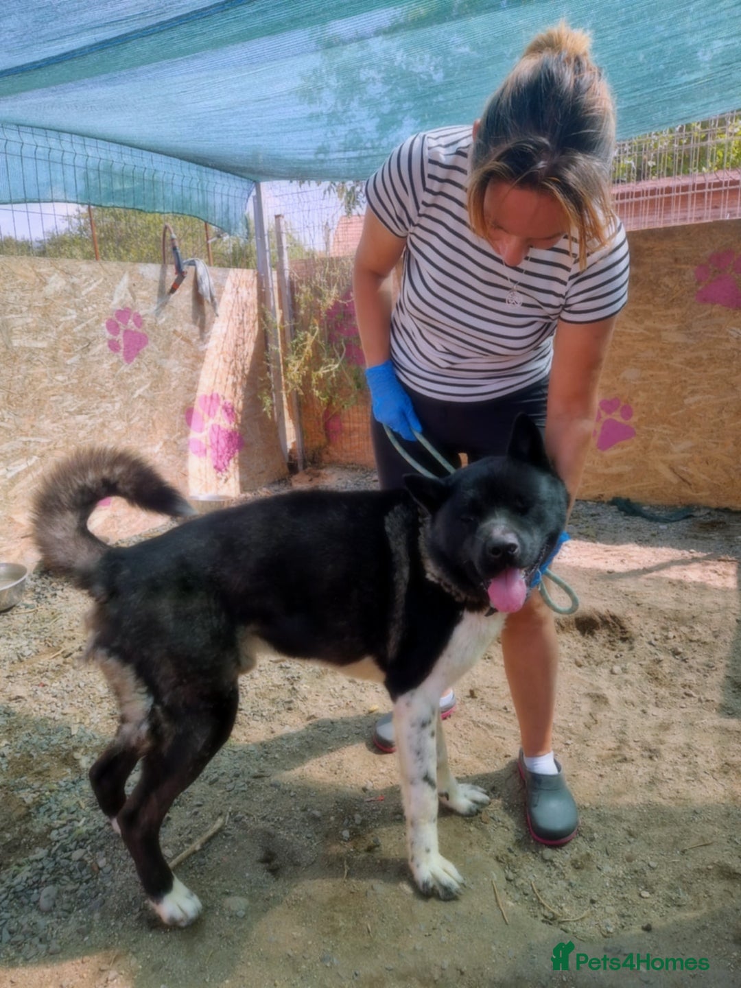 Akita dogs for adoption: 🐾 Aiko – one-eyed Akita with a heart of gold 🐾 - Image 2
