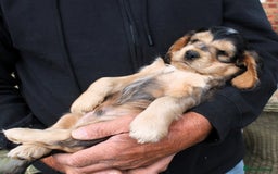 Cocker Spaniel dogs for sale: KC registered Cocker Spaniel puppies - Image 20