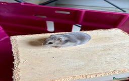 Hamster rodents for sale: Female winter white dwarf hamsters - Image 20