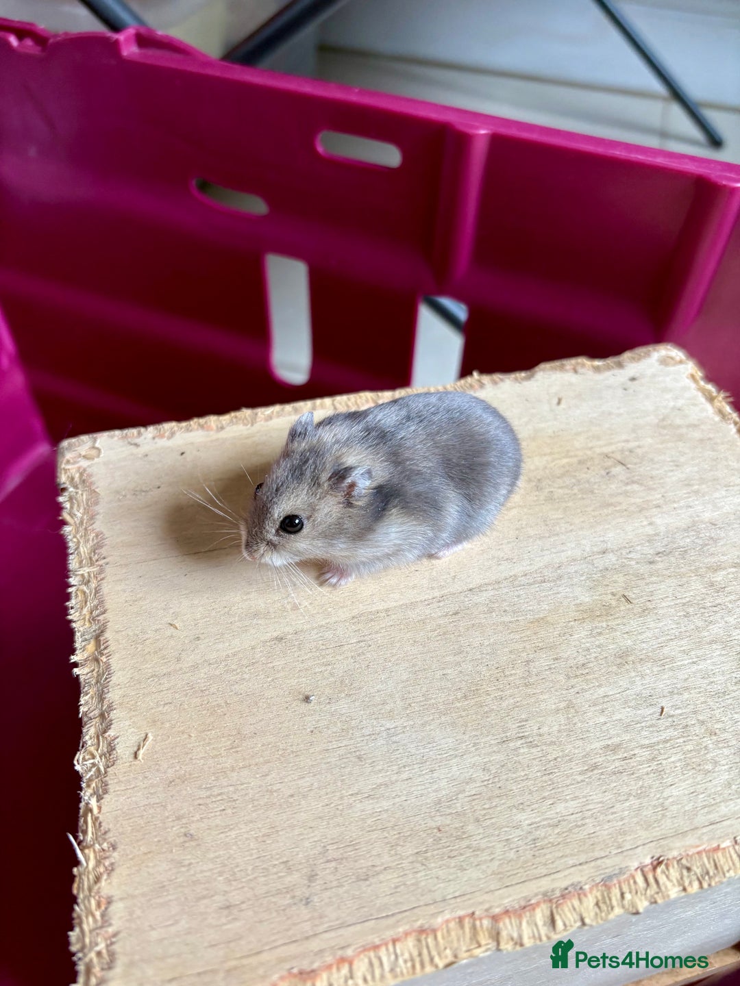 Hamster rodents for sale: Female winter white dwarf hamsters - Image 20