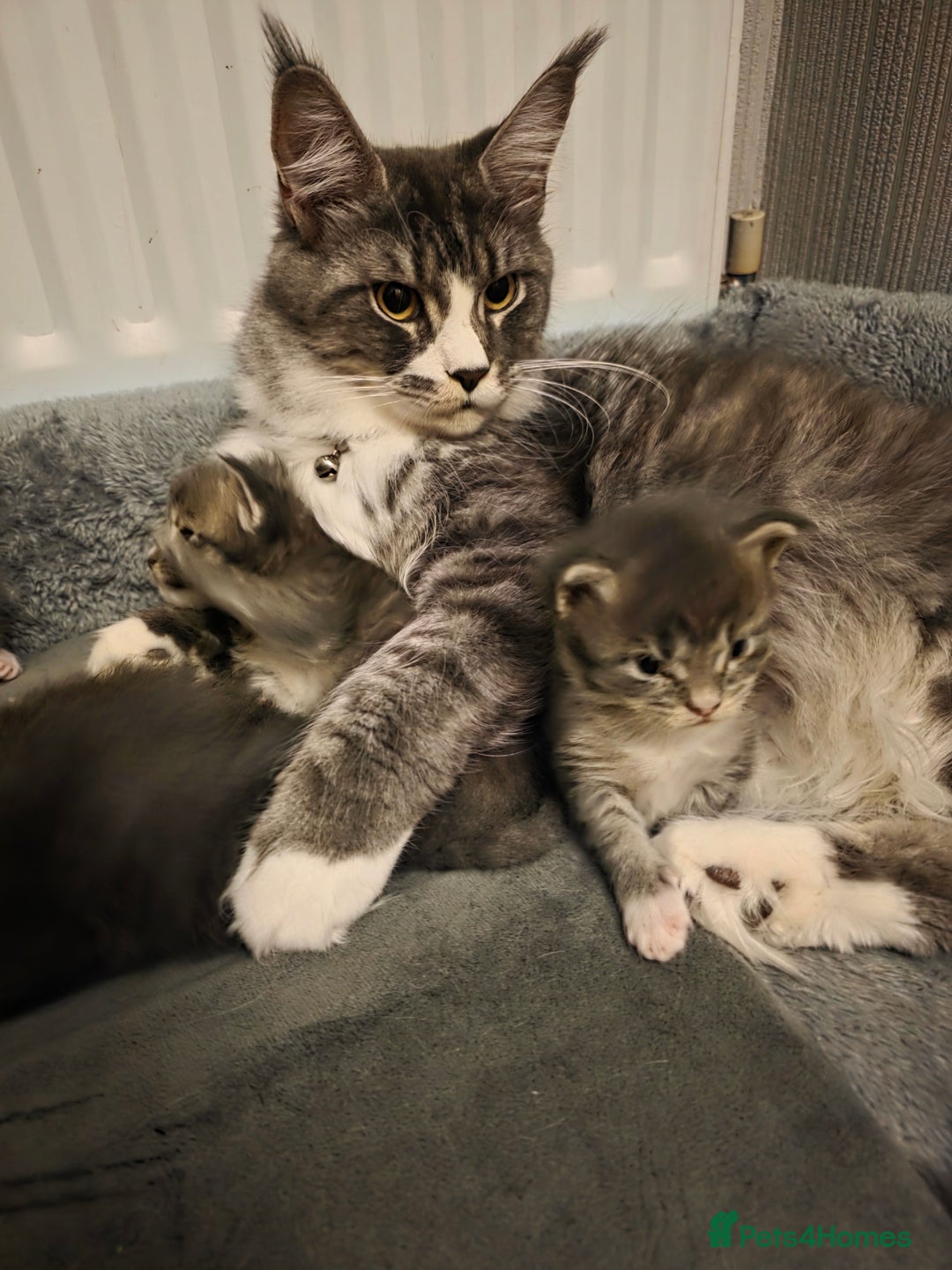 Maine Coon cats for sale: Beautiful Maine Coon Kittens 4 boys/2girl  - Advert 1