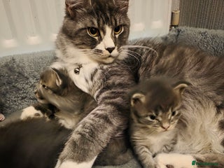 Maine Coon cats Beautiful Maine Coon Kittens 4 boys/2girl - Advert 3