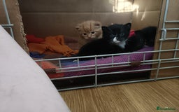 Mixed Breed cats for sale: 4 sweet happy tuxedo kittens - Image 1