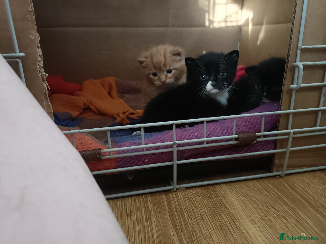 Mixed Breed cats for sale: 4 sweet happy tuxedo kittens - Image 1