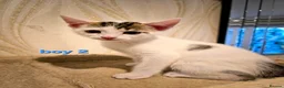 Mixed Breed cats for sale: 8 Adorable Kittens Looking for Their New Homes - Advert 18