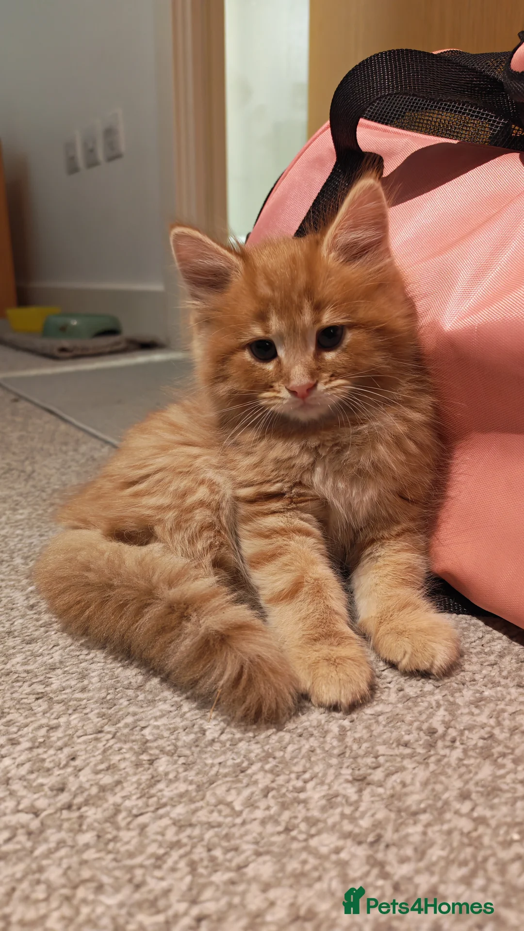 Mixed Breed cats for sale: Adorable fluffy and short hair kittens left - Advert 2