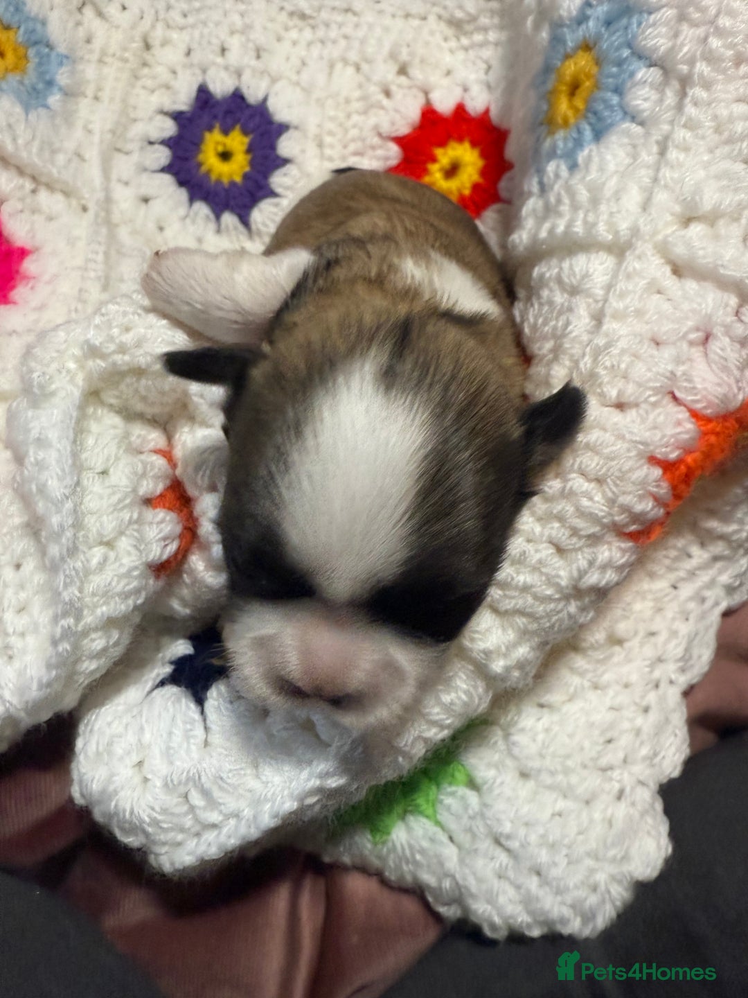 Shih Tzu dogs for sale: Super cute Shih tzu pups - Advert 5