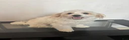 Mixed Breed dogs for sale: Mixed breed puppies for sale (9 months old) - Advert 4